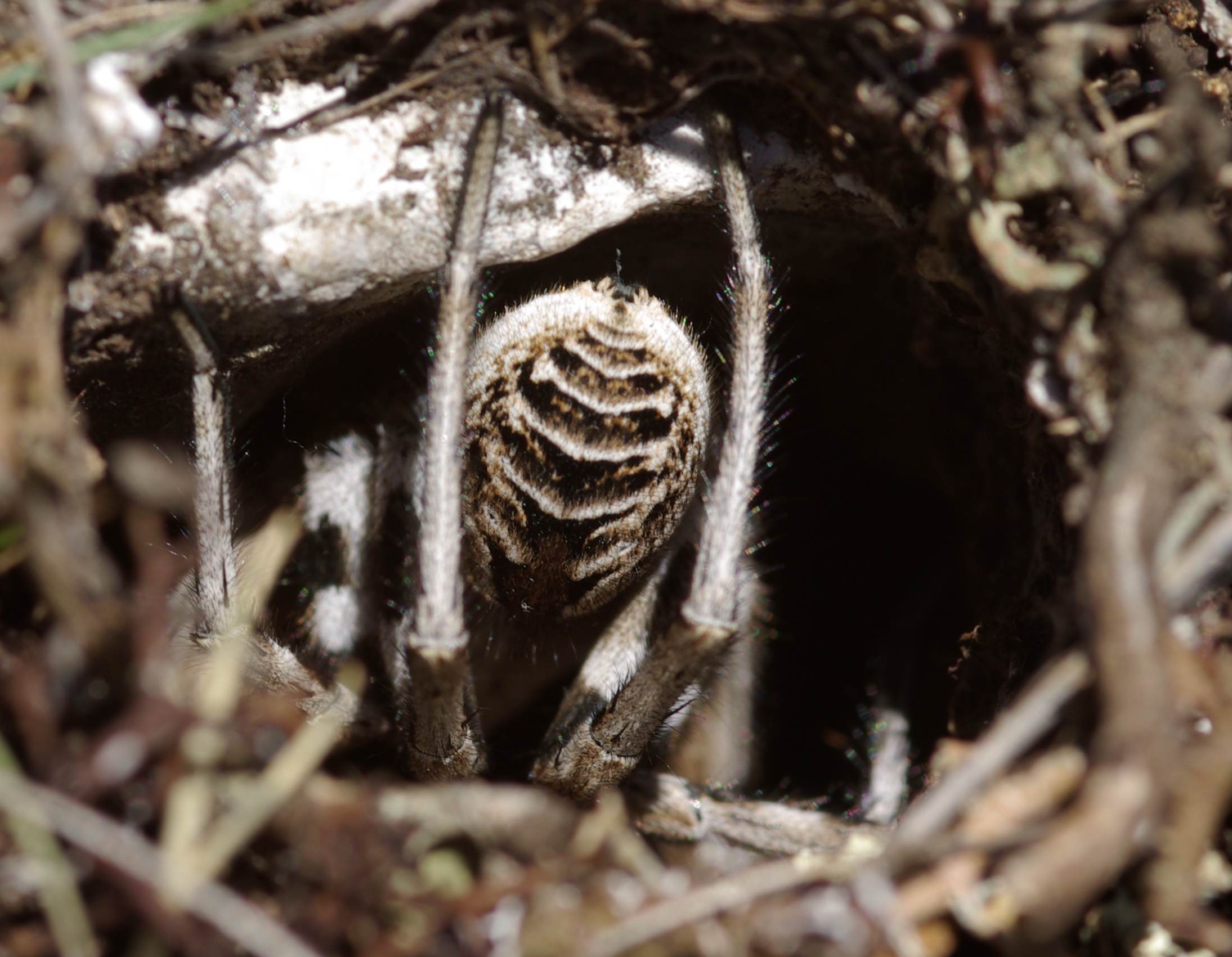 Lycosa sp. dall''Abruzzo